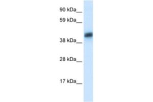 Western Blotting (WB) image for anti-Asialoglycoprotein Receptor 1 (ASGR1) antibody (ABIN2460813) (Asialoglycoprotein Receptor 1 antibody)