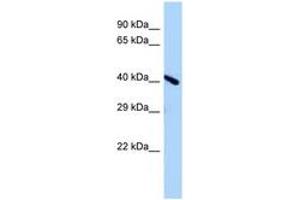 Image no. 1 for anti-Endonuclease V (ENDOV) (AA 138-187) antibody (ABIN6748286) (Endonuclease V antibody  (AA 138-187))