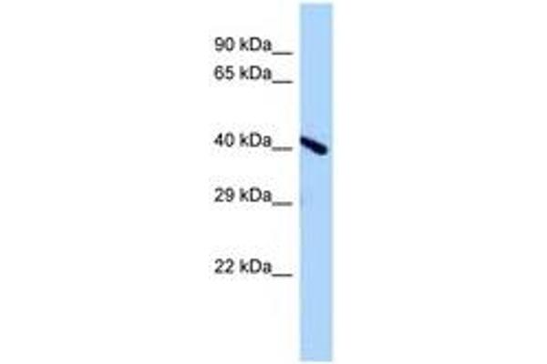 Endonuclease V antibody  (AA 138-187)