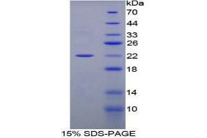 SDS-PAGE (SDS) image for Peptidylprolyl Isomerase F (PPIF) (AA 44-192) protein (His tag) (ABIN2126257)