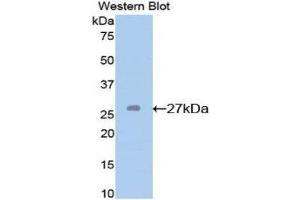 Western Blotting (WB) image for anti-Glutathione S-Transferase mu 2 (Muscle) (GSTM2) (AA 1-218) antibody (ABIN1078085) (GSTM2 antibody  (AA 1-218))