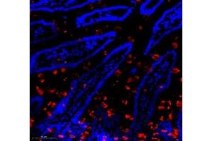 Immunofluorescence of paraffin embedded mouse small intestine using Znt1 (ABIN7075672) at dilution of 1:650 (300x lens) (SLC30A1 antibody)