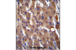 CIB4 Antibody (N-term) (ABIN656522 and ABIN2845791) immunohistochemistry analysis in formalin fixed and paraffin embedded human liver tissue followed by peroxidase conjugation of the secondary antibody and DAB staining. (CIB4 antibody  (N-Term))