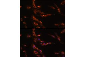 Immunofluorescence analysis of C6 cells using G Rabbit pAb (ABIN7267344) at dilution of 1:100 (40x lens). (GABRg1 antibody  (AA 200-260))