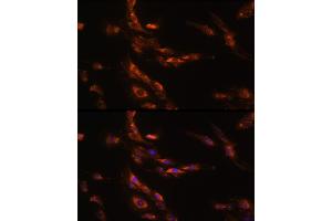 Immunofluorescence analysis of C6 cells using G Rabbit pAb (ABIN7267344) at dilution of 1:100 (40x lens). (GABRg1 antibody  (AA 200-260))