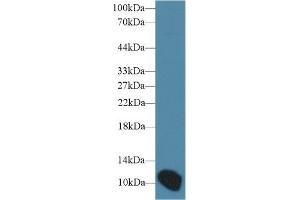 Western Blot; Sample: Mouse Placenta lysate; Primary Ab: 1µg/ml Rabbit Anti-Mouse ARTN Antibody Second Ab: 0. (ARTN antibody  (AA 112-224))