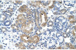 Human kidney (COBLL1 antibody  (N-Term))