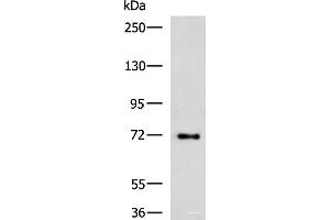 Western blot analysis of HepG2 cell lysate using TTLL10 Polyclonal Antibody at dilution of 1:850 (TTLL10 antibody)