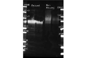 Goat anti Glucose Oxidase antibody was used to detect Glucose Oxidase under reducing and non-reducing conditions. (Glucose Oxidase antibody)