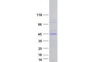Validation with Western Blot