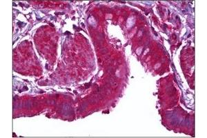 Immunohistochemistry (IHC) image for anti-Milk Fat Globule-EGF Factor 8 Protein (MFGE8) antibody (ABIN953127) (MFGE8 antibody)