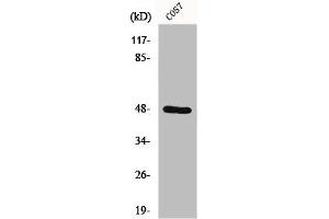 Western Blot analysis of COS7 cells using Endophilin B2 Polyclonal Antibody (SH3GLB2 antibody  (Internal Region))