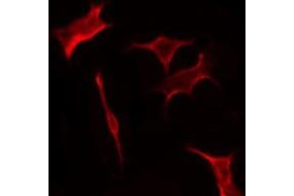OR2M7 antibody