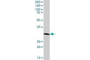 CTSZ MaxPab polyclonal antibody. (Cathepsin Z antibody  (AA 1-303))