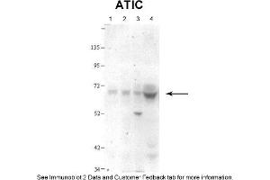 Sample Type: 1. (ATIC antibody  (N-Term))
