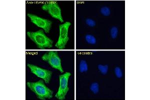 Immunofluorescence (IF) image for anti-Heat Shock 60kDa Protein 1 (Chaperonin) (HSPD1) (AA 333-344) antibody (ABIN5539538)