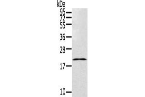 Gel: 12 % SDS-PAGE,Lysate: 40 μg,Primary antibody: ABIN7192768(TEX37 Antibody) at dilution 1/200 dilution,Secondary antibody: Goat anti rabbit IgG at 1/8000 dilution,Exposure time: 20 seconds