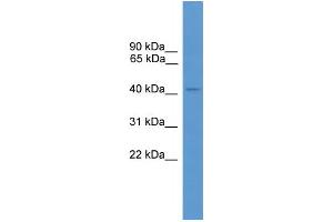 WB Suggested Anti-ARR3 Antibody Titration: 1. (ARR3 antibody  (C-Term))