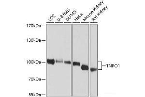 Western blot analysis of extracts of various cell lines using TNPO1 Polyclonal Antibody at dilution of 1:1000. (Transportin 1 antibody)