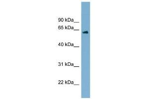 C12ORF4 antibody used at 1 ug/ml to detect target protein. (C12orf4 antibody  (Middle Region))