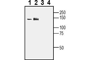 Western blot analysis of rat brain lysate (lanes 1 and 3) and mouse brain lysate (lanes 2 and 4): 1-2.