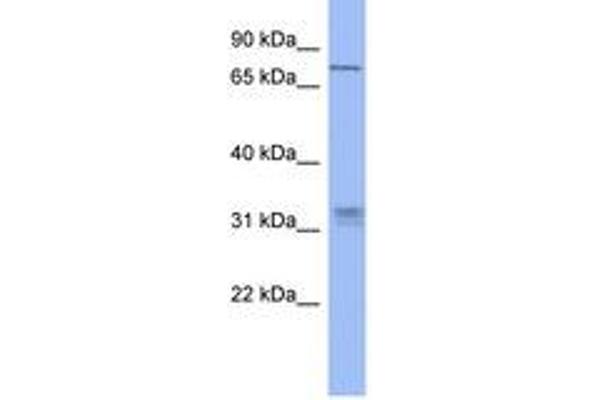 PRDM8 antibody  (C-Term)
