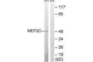 Western blot analysis of extracts from 3T3 cells, treated with starved (24hours), using MEF2C (Ab-396) antibody. (MEF2C antibody  (Ser396))