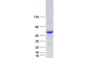 Validation with Western Blot