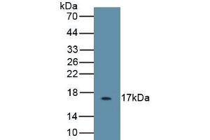 Detection of Recombinant IL5, Caprine using Polyclonal Antibody to Interleukin 5 (IL5) (IL-5 antibody)