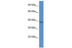 Western Blot showing CTSL2 antibody used at a concentration of 1 ug/ml against HepG2 Cell Lysate (Cathepsin L2 antibody  (N-Term))