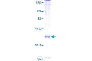 MRS2 Protein (AA 1-117) (GST tag)