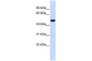 IDH2 antibody used at 1 ug/ml to detect target protein. (IDH2 antibody)