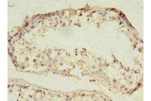 Immunohistochemistry of paraffin-embedded human testis tissue using ABIN7151144 at dilution of 1:100 (RNF133 antibody  (AA 65-167))