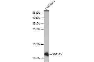 Western blot analysis of extracts of U-251MG cells, using S100 Rabbit pAb (ABIN7270126) at 1:1000 dilution. (S100A5 antibody  (AA 1-92))