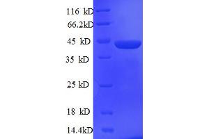 SDS-PAGE (SDS) image for serine/arginine-Rich Splicing Factor 1 (SRSF1) (AA 2-248) protein (His-SUMO Tag) (ABIN4975975)