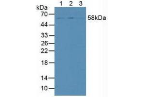 Figure. (SMAD9 antibody  (AA 226-459))