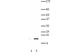 Histone H4K16ac antibody (pAb) tested by Western blot. (Histone H4 antibody  (acLys16))