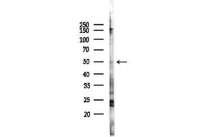 anti-Tripartite Motif Family-Like 2 (TRIML2) antibody