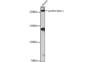 Western blot analysis of extracts of HepG2 cells, using Laminin beta 1 Rabbit mAb (ABIN7268185) at 1:1000 dilution.