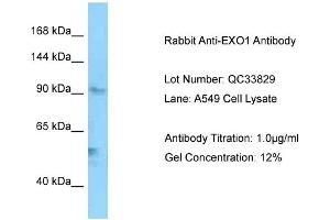 Host: Rabbit Target Name: EXO1 Sample Type: A549 Antibody Dilution: 1. (Exonuclease 1 antibody  (C-Term))