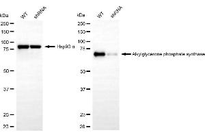 Western blotting analysis using alkylglycerone phosphate synthase antibody (ABIN7797582).