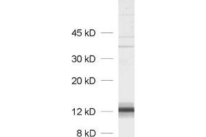 dilution: 1 : 1000, sample: P2 of rat pankreas (SYCN antibody)