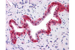 Anti-Annexin IV antibody IHC of human liver, bile duct. (Annexin IV antibody  (AA 1-322))