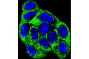 Confocal immunofluorescent analysis of ATP6V1B1 Antibody (Center)(Cat#AP50306PU-N) with WiDr cell followed by Alexa Fluor 488-conjugated goat anti-rabbit lgG (green). (ATP6V1B1 antibody  (Middle Region))