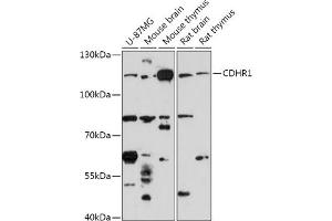Western blot analysis of extracts of various cell lines, using CDHR1 antibody (ABIN7269730) at 1:1000 dilution. (PCDH21 antibody  (AA 20-300))