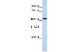 HAVCR1 antibody used at 1 ug/ml to detect target protein. (HAVCR1 antibody  (N-Term))