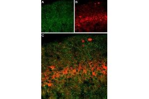 Expression of SERT in rat brain - Immunohistochemical staining of immersion-fixed, free floating rat brain frozen sections using Anti-Serotonin Transporter (SERT) (extracellular) Antibody (ABIN7043745, ABIN7044608 and ABIN7044609), (1:400). (SLC6A4 antibody  (4th Extracellular Loop))