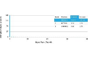 Protein Array (PAr) image for anti-Protein Phosphatase 1, Regulatory (Inhibitor) Subunit 1B (PPP1R1B) antibody (ABIN7456007) (DARPP32 antibody)