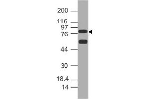 Image no. 1 for anti-delta-Like 1 (DLL1) (AA 506-714) antibody (ABIN5027154) (DLL1 antibody  (AA 506-714))