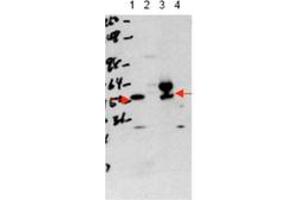 Image no. 1 for anti-Thyroid Hormone Receptor, alpha (THRA) (N-Term) antibody (ABIN300068) (THRA antibody  (N-Term))